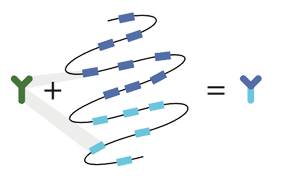 Antibody Germline