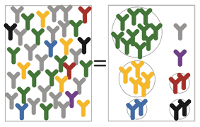 Antibody Lineage