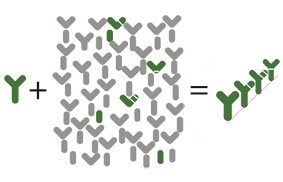 Antibody Sibling